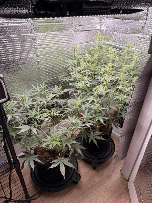 Sticky Mango Auto - Tastebudz Genetics. Week 6 - 2/20/2026