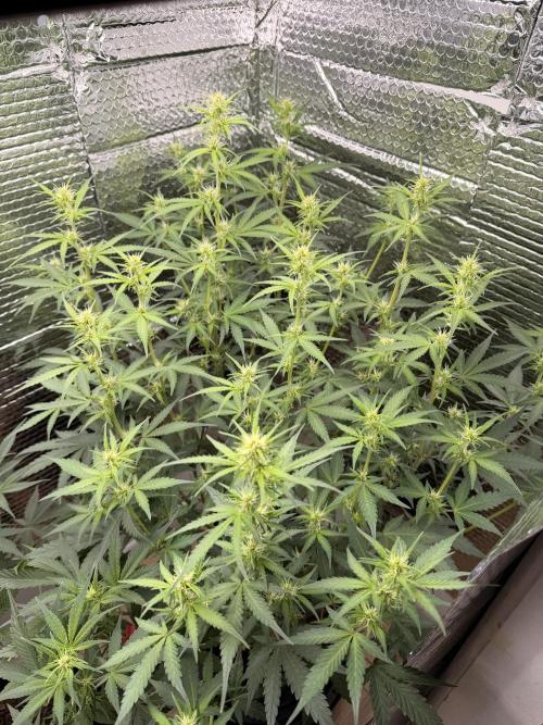 Sticky Mango Auto - Tastebudz Genetics. Week 6 - 2/20/2026