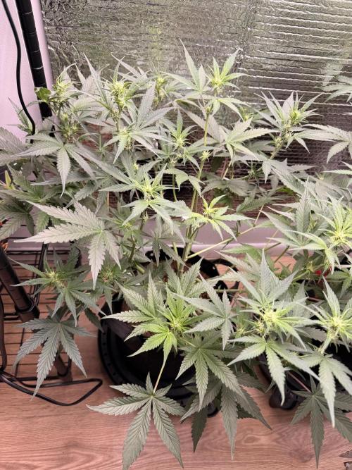 Sticky Mango Auto - Tastebudz Genetics. Week 6 - 2/20/2026