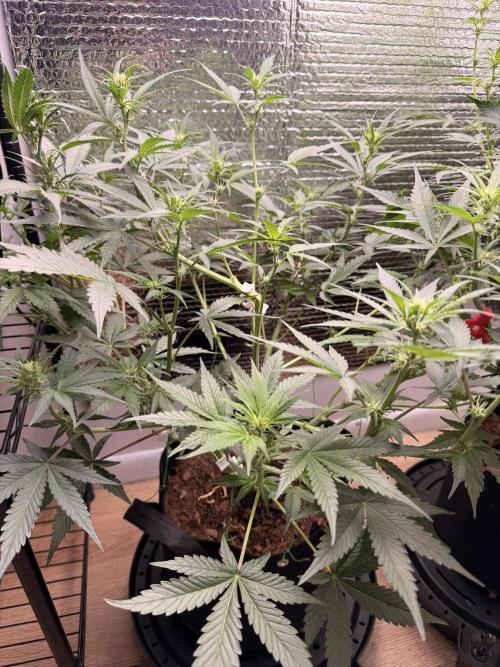 Sticky Mango Auto - Tastebudz Genetics. Week 6 - 2/20/2026