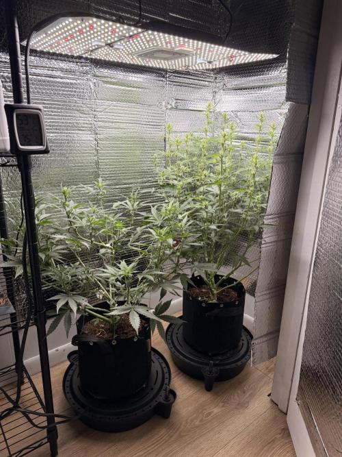 Sticky Mango Auto - Tastebudz Genetics. Week 6 - 2/20/2026