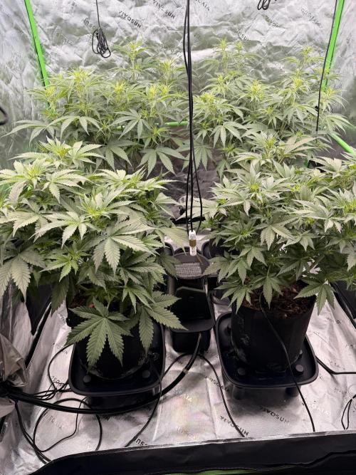 Sticky Braccoli Auto - Eternity Cup 2026. Week 4 - 2/22/2026