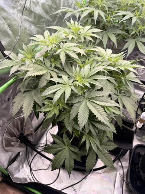 Sticky Braccoli Auto - Eternity Cup 2026. Week 4 - 2/22/2026