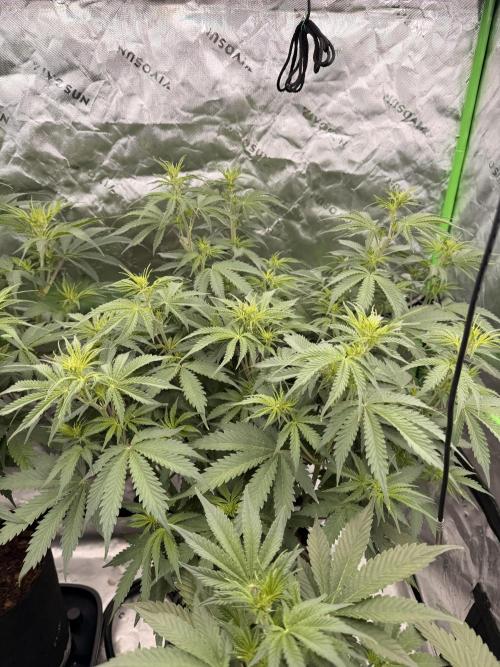 Sticky Braccoli Auto - Eternity Cup 2026. Week 4 - 2/22/2026