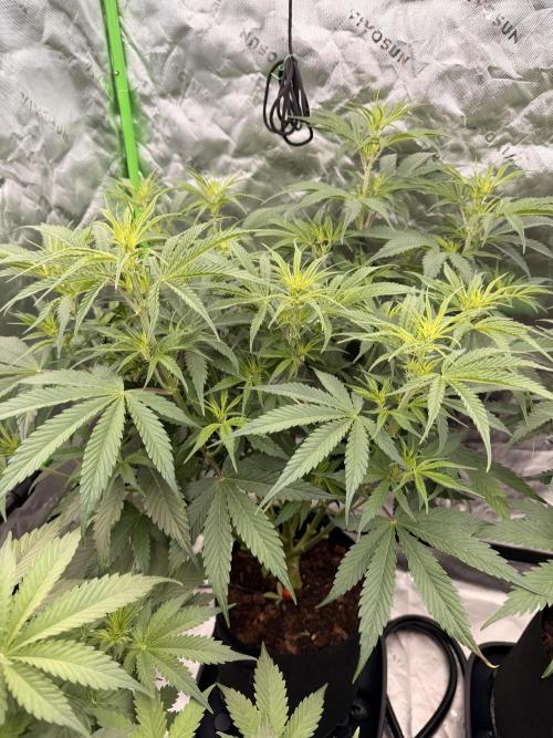 Sticky Braccoli Auto - Eternity Cup 2026. Week 4 - 2/22/2026