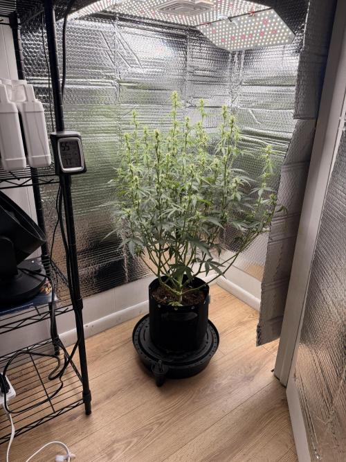 Sticky Mango Auto - Tastebudz Genetics. Week 6 - 2/22/2026