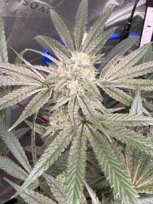 Jixer - Exotic Genetix. Week 10
