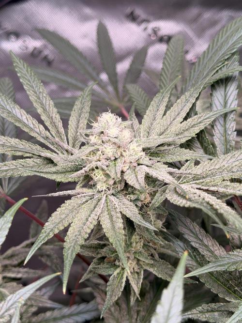Jixer - Exotic Genetix. Week 10