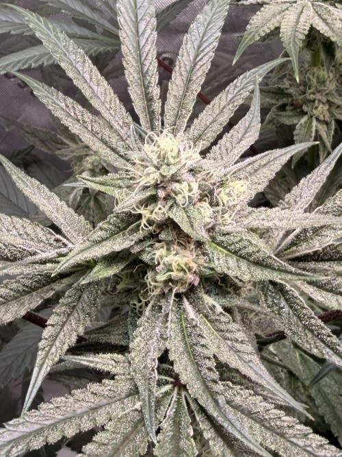 Jixer - Exotic Genetix. Week 10