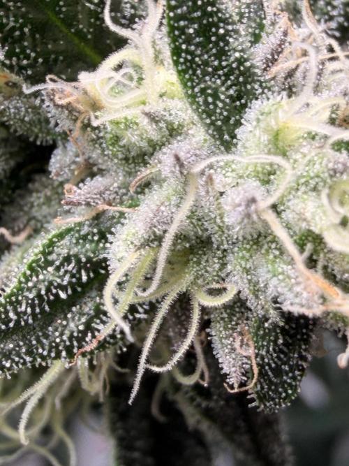 Jixer - Exotic Genetix. Week 10