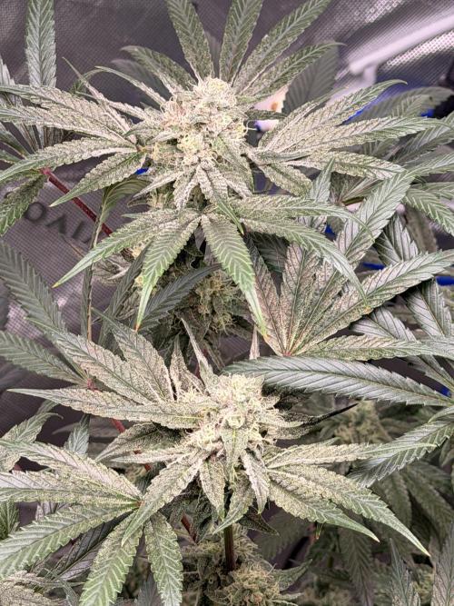 Jixer - Exotic Genetix. Week 10