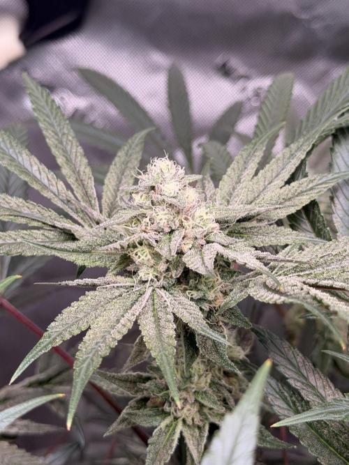 Jixer - Exotic Genetix. Week 10