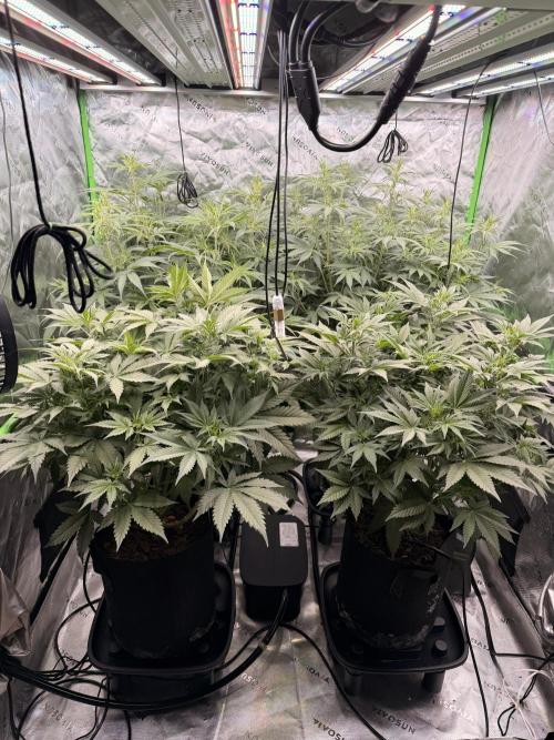 Sticky Braccoli Auto - Eternity Cup 2026. Week 5
