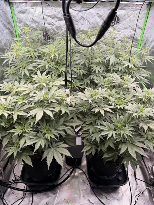 Sticky Braccoli Auto - Eternity Cup 2026. Week 5