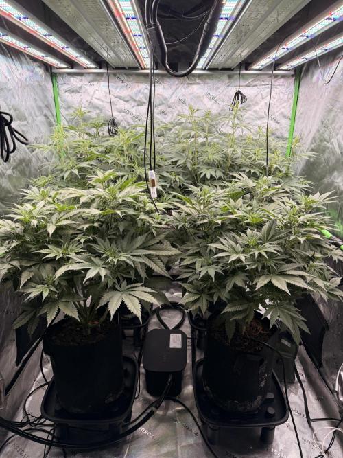 Sticky Braccoli Auto - Eternity Cup 2026. Week 5