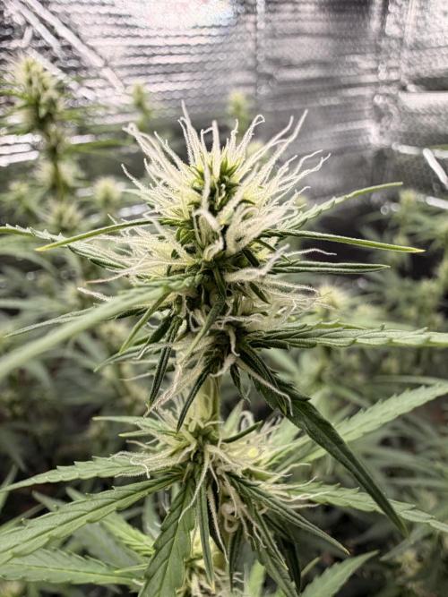 Sticky Mango Auto - Tastebudz Genetics. Week 7