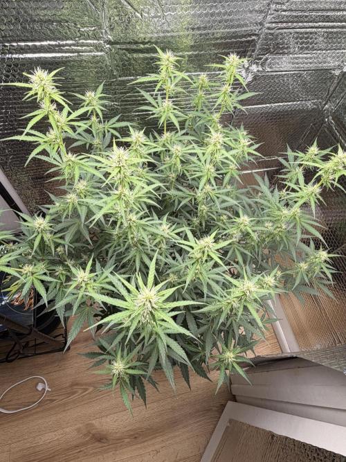 Sticky Mango Auto - Tastebudz Genetics. Week 7