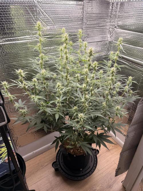 Sticky Mango Auto. Week 7