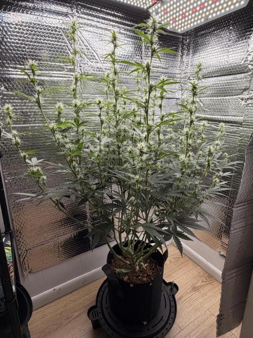 Sticky Mango Auto - Tastebudz Genetics. Week 7 - 2/28/2026