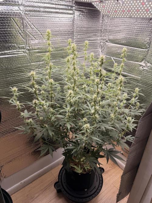 Sticky Mango Auto - Tastebudz Genetics. Week 7 - 2/28/2026