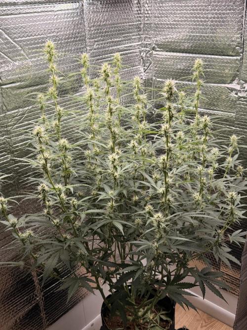 Sticky Mango Auto - Tastebudz Genetics. Week 7 - 2/28/2026