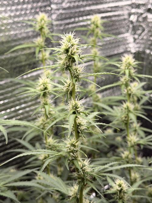 Sticky Mango Auto. Week 7