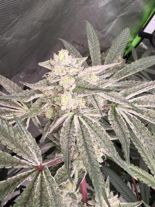 Jixer - Exotic Genetix. Week 11