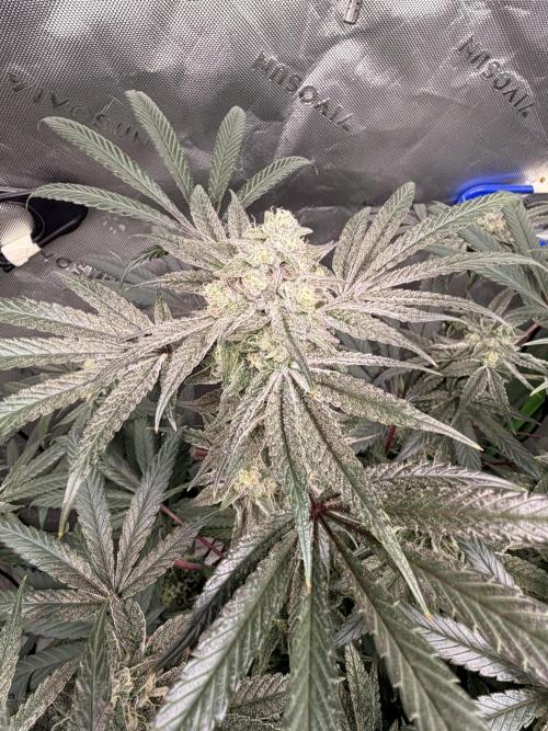 Jixer - Exotic Genetix. Week 11