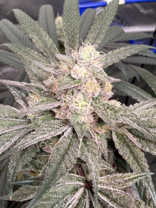 Jixer - Exotic Genetix. Week 11