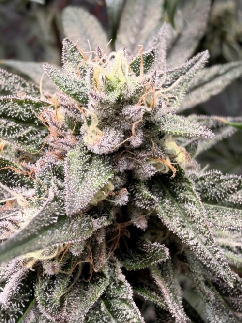 Jixer - Exotic Genetix. Week 11