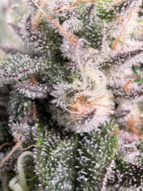 Jixer - Exotic Genetix. Week 11
