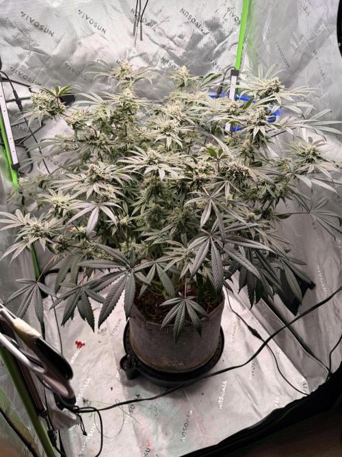 Jixer - Exotic Genetix. Week 11