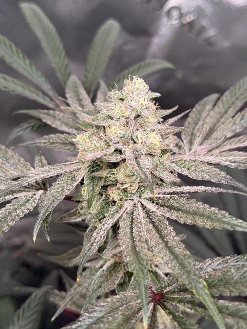 Jixer - Exotic Genetix. Week 11