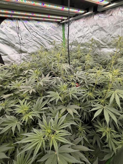 Sticky Braccoli Auto - Eternity Cup 2026. Week 6