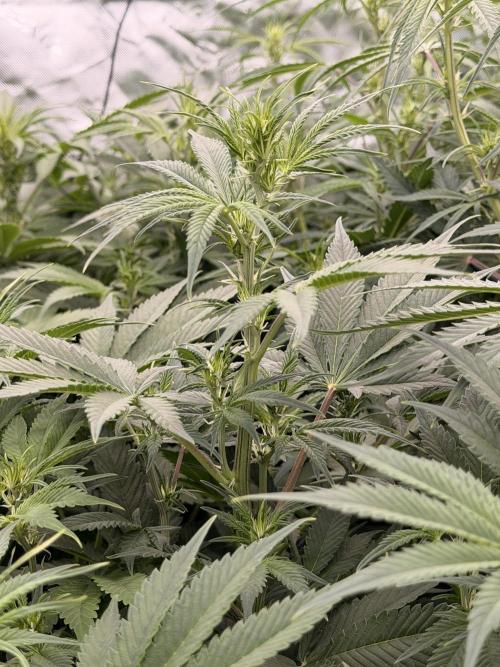 Sticky Braccoli Auto - Eternity Cup 2026. Week 6