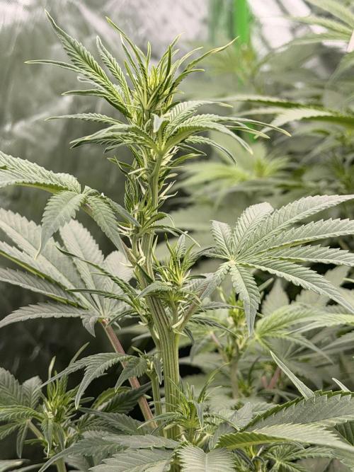 Sticky Braccoli Auto - Eternity Cup 2026. Week 6