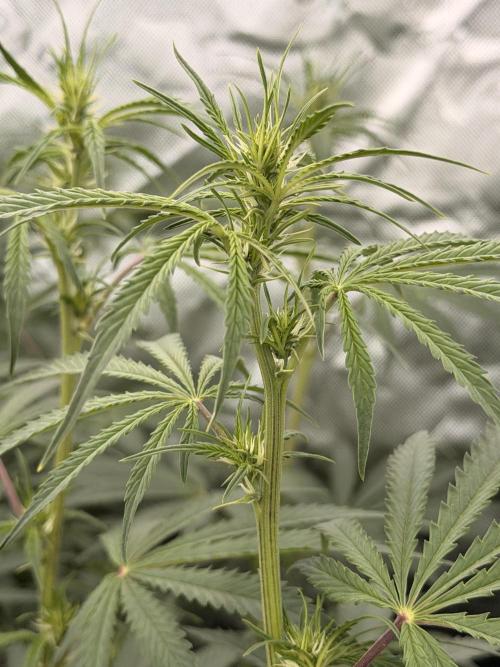 Sticky Braccoli Auto - Eternity Cup 2026. Week 6