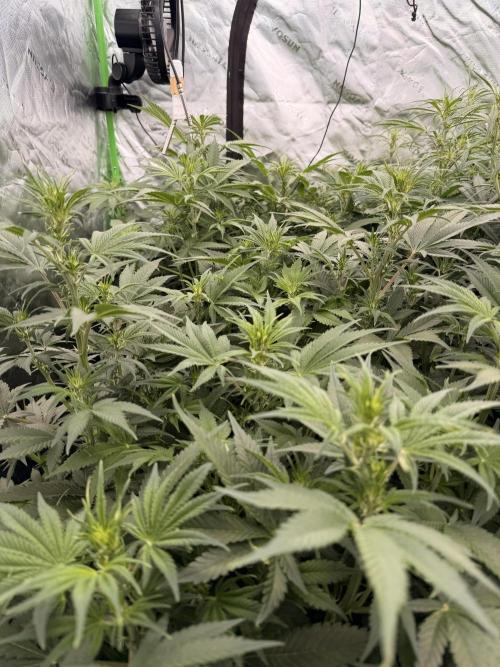 Sticky Braccoli Auto - Eternity Cup 2026. Week 6