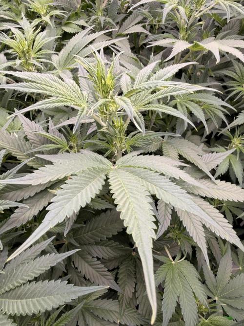 Sticky Braccoli Auto - Eternity Cup 2026. Week 6