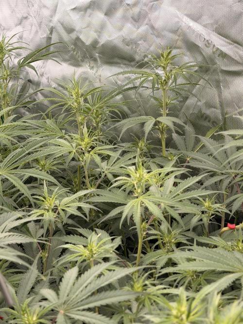 Sticky Braccoli Auto - Eternity Cup 2026. Week 6