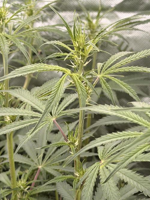 Sticky Braccoli Auto - Eternity Cup 2026. Week 6