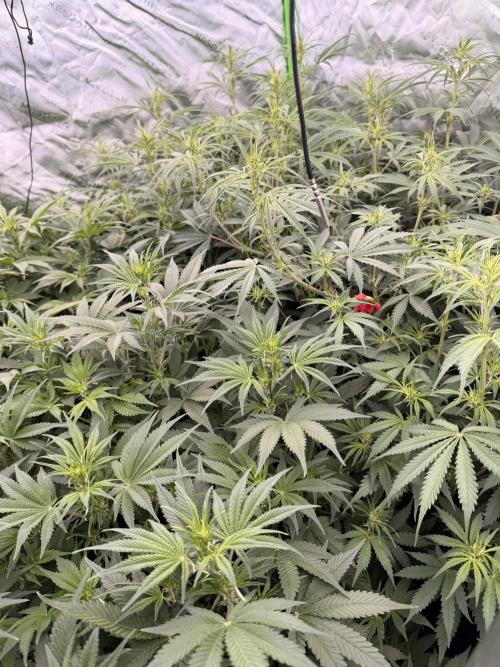 Sticky Braccoli Auto - Eternity Cup 2026. Week 6