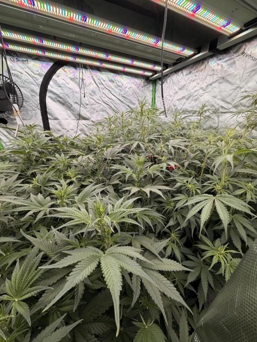 Sticky Braccoli Auto - Eternity Cup 2026. Week 6