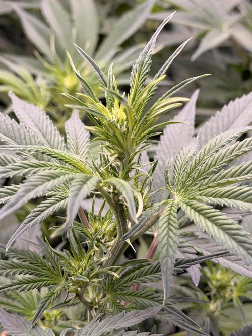 Sticky Braccoli Auto - Eternity Cup 2026. Week 6