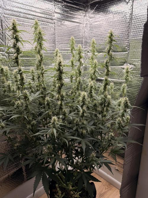 Sticky Mango Auto - Tastebudz Genetics. Week 8