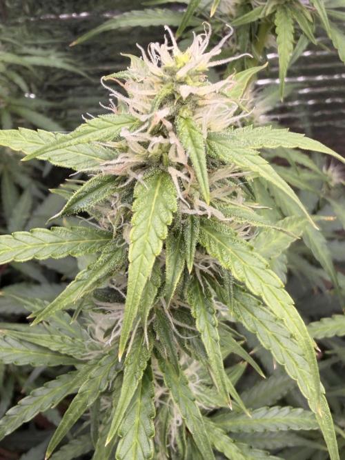 Sticky Mango Auto - Tastebudz Genetics. Week 8