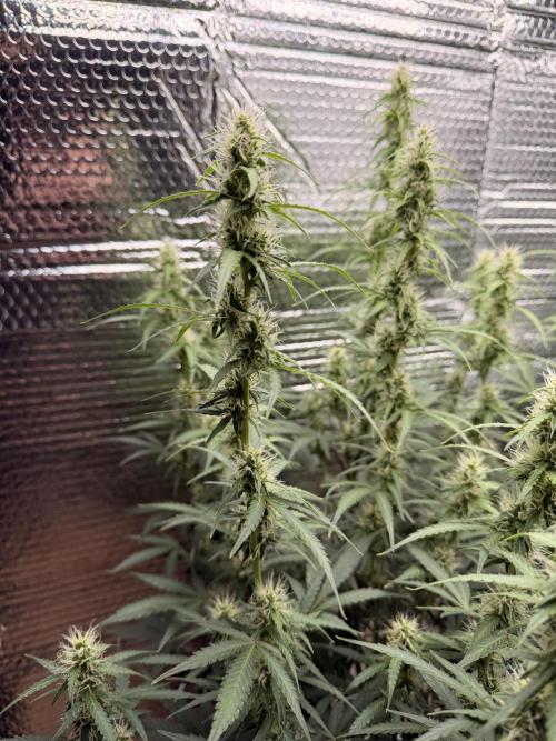 Sticky Mango Auto - Tastebudz Genetics. Week 8