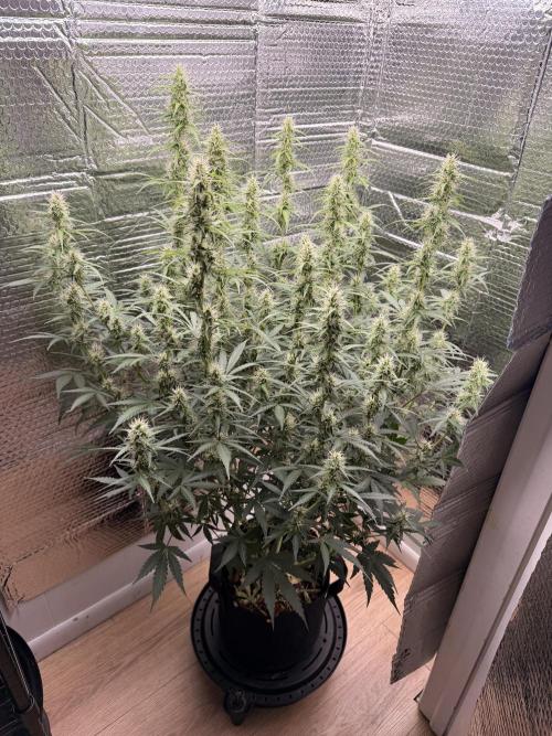 Sticky Mango Auto - Tastebudz Genetics. Week 8
