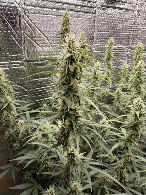 Sticky Mango Auto - Tastebudz Genetics. Week 8