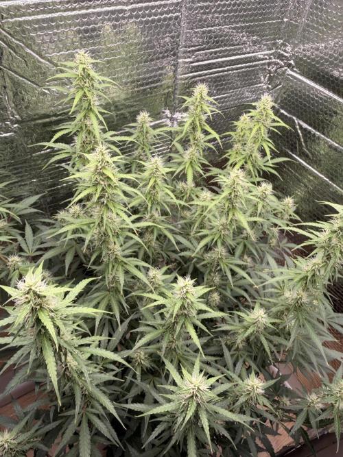 Sticky Mango Auto - Tastebudz Genetics. Week 8